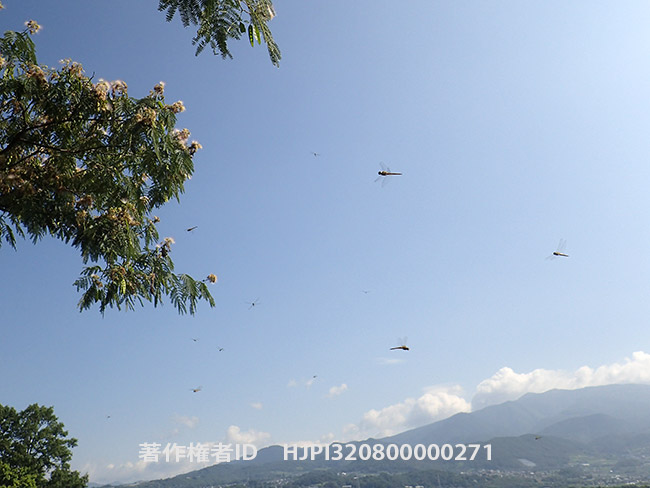 ウスバキトンボ　Pantala flavescens