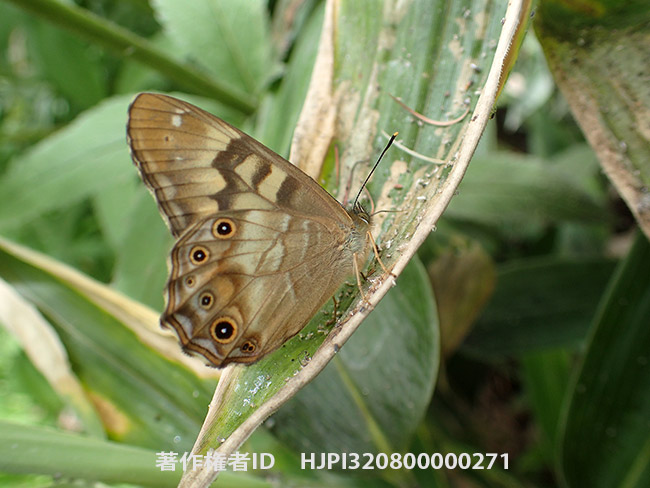 アブラムシの甘露を舐めるヒメキマダラヒカゲ　Zophoessa callipteris