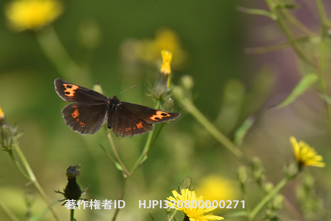ベニヒカゲの飛翔　Erebia niphonica