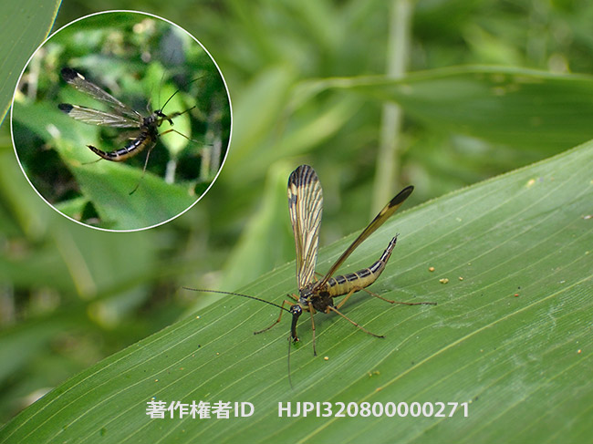 ツマグロシリアゲ　Panorpa lewisi 