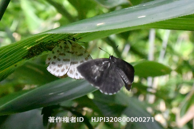 ゴイシシジミのオスとメス　Taraka hamada