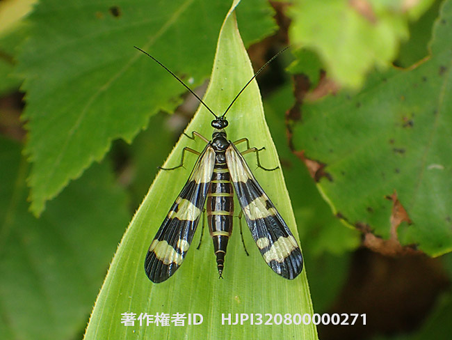 ミスジシリアゲ　Panorpa trizonata