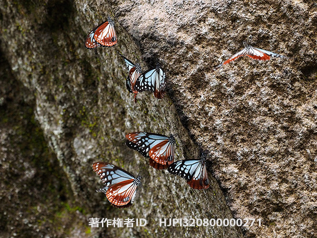 全部オス　アサギマダラ　Parantica sita