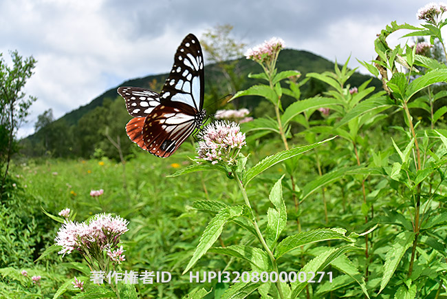 高原のアサギマダラ Parantica sita