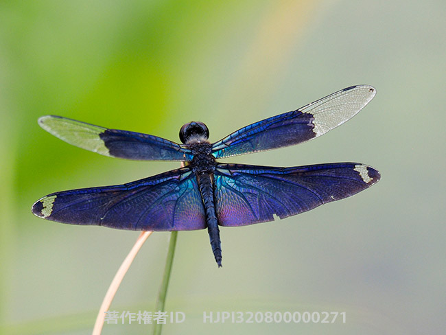 チョウトンボ　Rhyothemis fuliginosa
