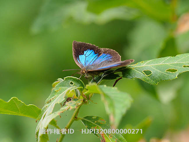 ムラサキシジミのメス　Narathura japonica