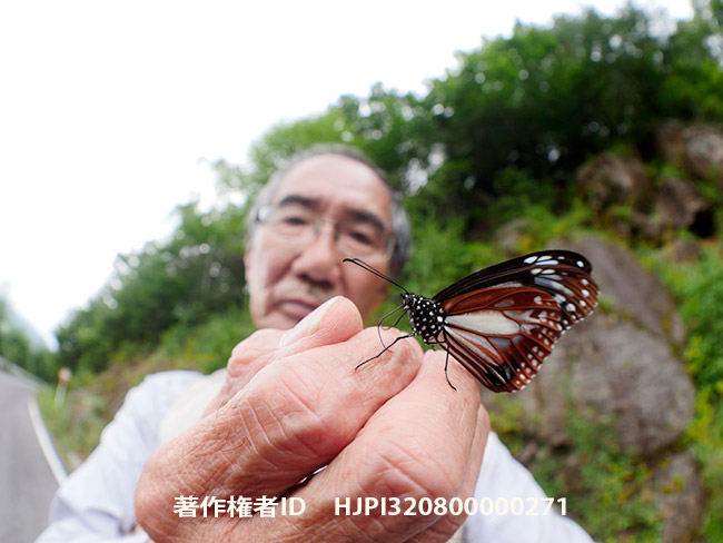 まとわりつくアサギマダラ