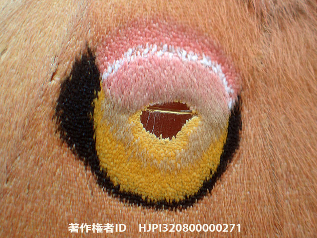 ヤママユの目玉模様　Antheraea yamamai