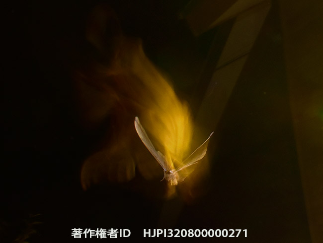 スローシンクロでヤママユの飛翔を　Antheraea yamamai