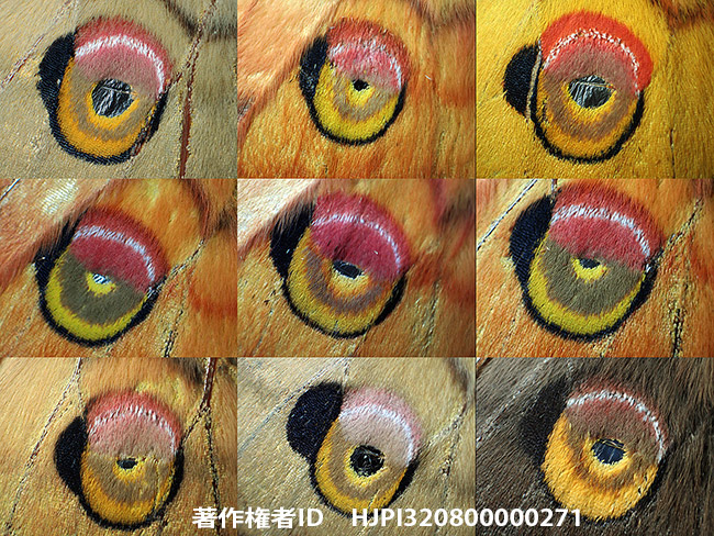 ヤママユの目玉模様さまざま　Antheraea yamamai