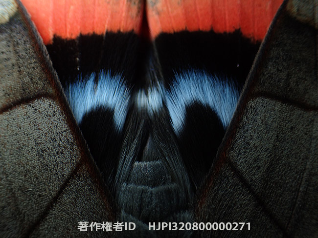 ムクゲコノハ　Thyas juno