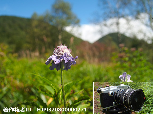 旅に出たアサギマダラ