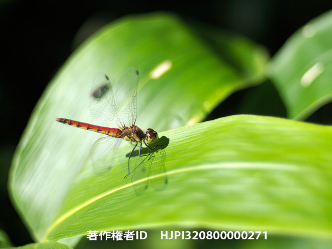 Rollei Planar50mm F1.8でアキアカネを撮る　Sympetrum frequens