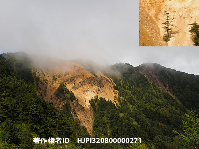 ものすごくシャープな古いDistagon　25mmF2.8