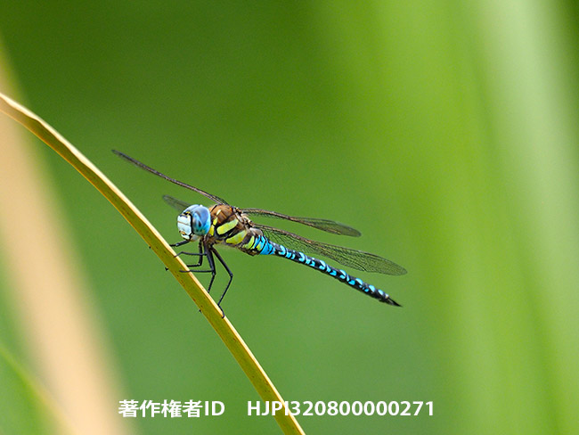 マダラヤンマ　Aeshna mixta
