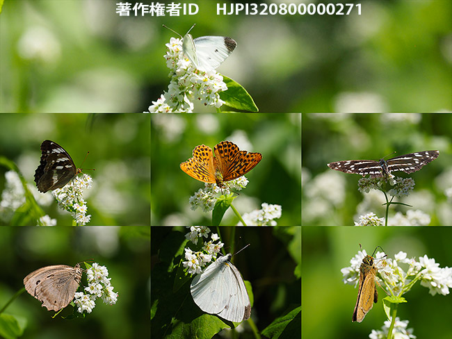 ソバ畑のチョウ