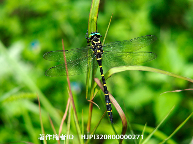 オニヤンマをクラッシックレンズで　Anotogaster sieboldii