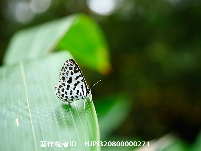 ゴイシシジミを30ｍｍマクロで　Taraka hamada