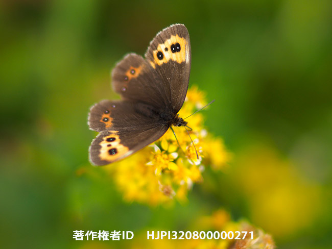 ベニヒカゲを35mm f1.4で撮る。　Erebia niphonica