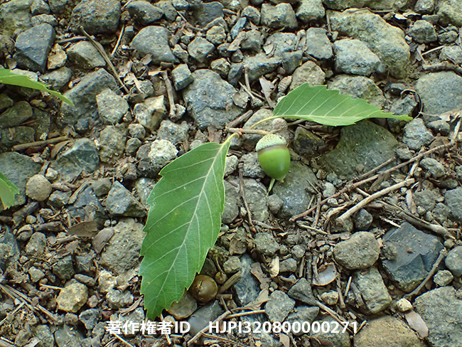 ハイイロチョッキリの落とし物　Cyllorhynchites ursulus