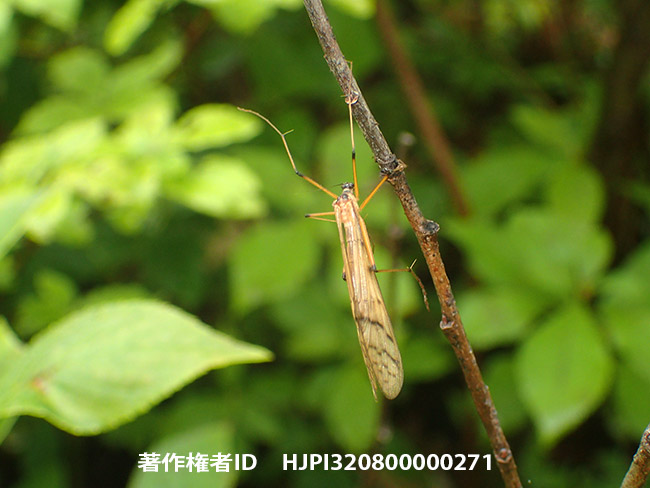 ガガンボモドキの一種　Bittacus sp.