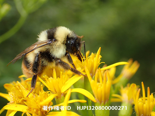 オオマルハナバチ　Bombus hypocrita