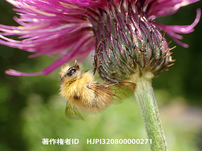 アザミに捕まってしまったミヤママルハナバチ　Bombus honshuensis 