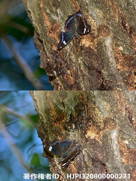 ルリタテハのかくれんぼ 　Kaniska canace