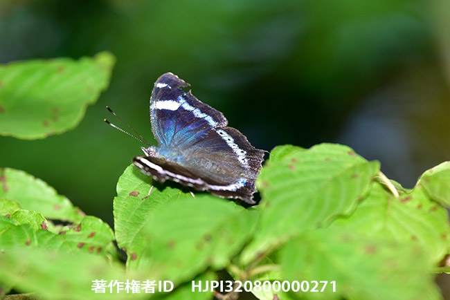 ルリタテハ　Kaniska canace