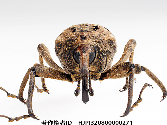 オオゾウムシを深度合成で　Sipalinus gigas