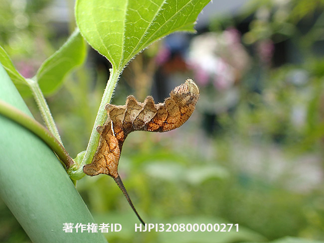 ホシヒメホウジャクの幼虫 Neogurelca himachala