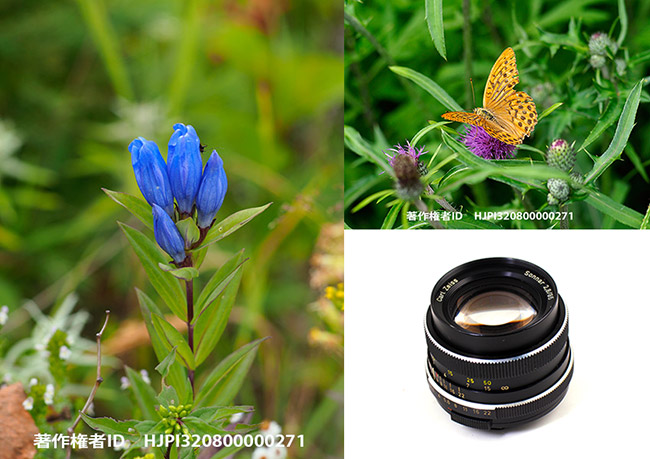 リンドウをゾナー 85mmF2.8で　Gentiana scabra 