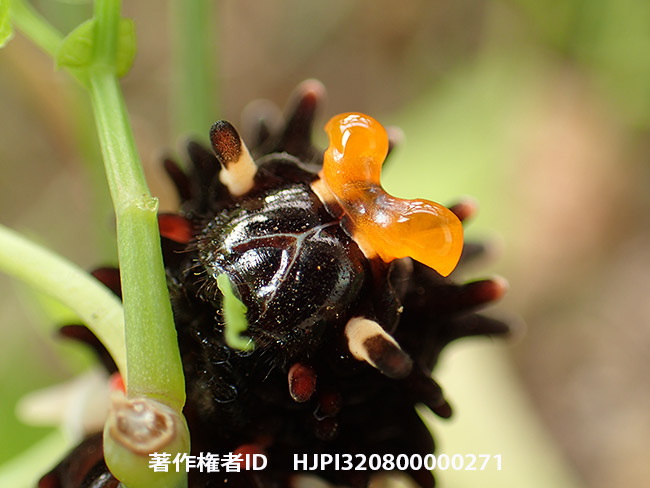 ジャコウアゲハの幼虫の肉角　Atrophaneura alcinous