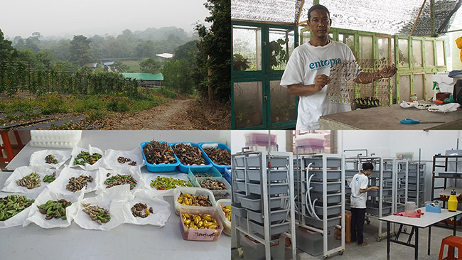 ペナンのEntopiaのバックグラウンド