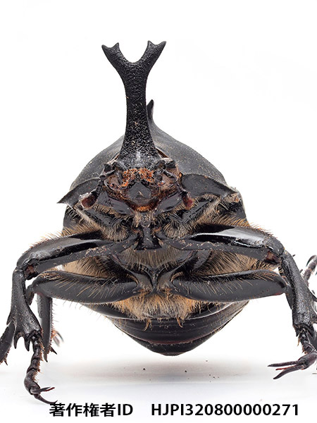 Pen-FのフォーカスブラケットでFL600Rを使う Allomyrina dichotoma