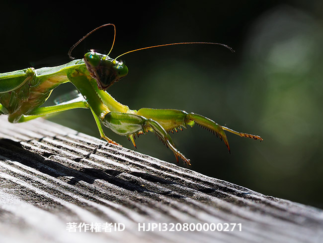 オオカマキリを深度合成で　Tenodera aridifolia