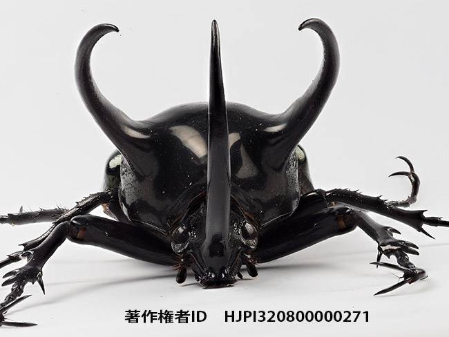 コーカサスオオカブトの深度合成写真　Chalcosoma chiron