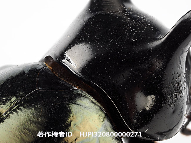 コーカサスオオカブトの胸の武器　Chalcosoma chiron