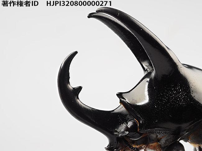 コーカサスオオカブトの小型個体　Chalcosoma chiron