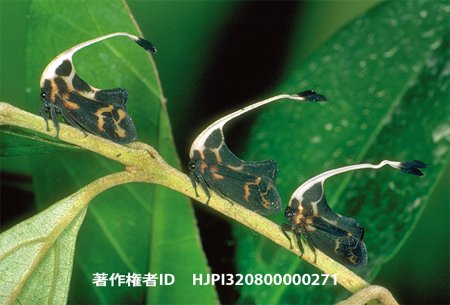 オオハタザオツノゼミ　Gigantorhabdus enderleini