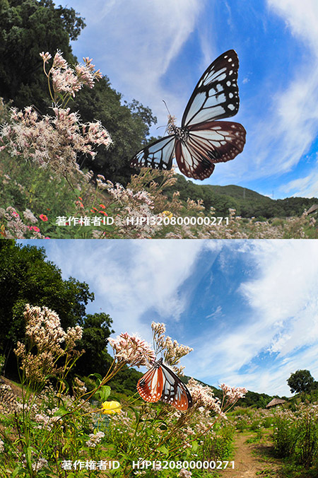 アサギマダラを魚眼で　Parantica sita