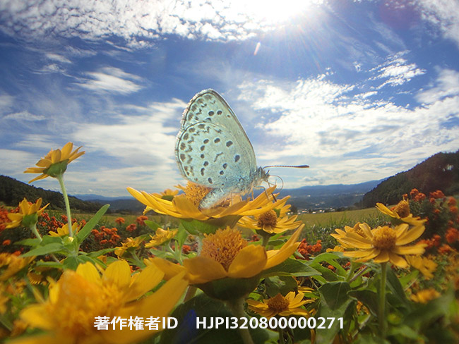 魚露目で秋の空とヤマトシジミ