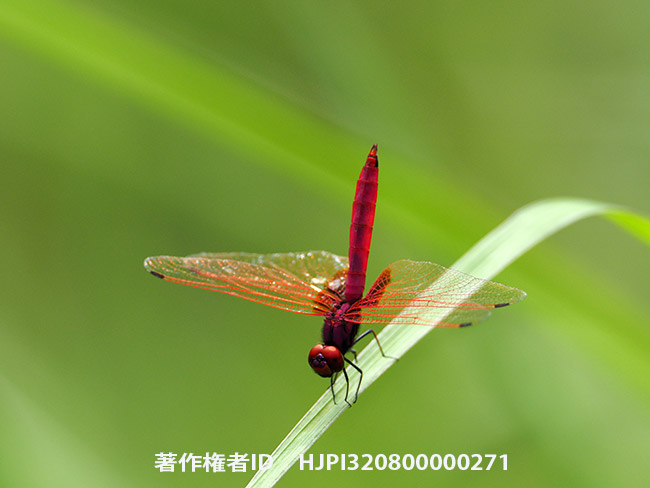 ベニトンボ　Trithemis aurora