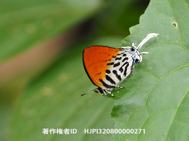 フシギノモリノオナガシジミ　Drupadia ravindra 