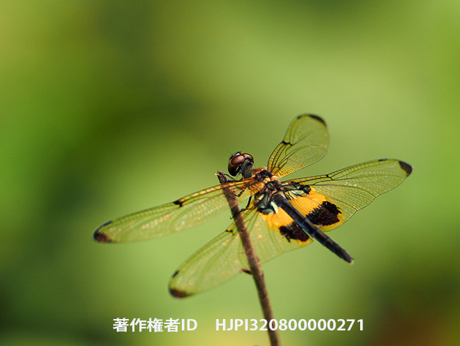 スキバチョウトンボ　Rhyothemis phyllis