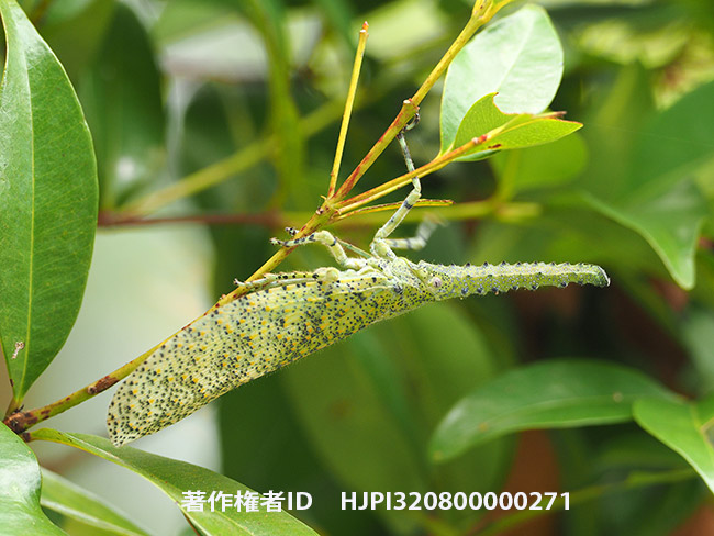 コンボウビワハゴロモ Zanna terminalis