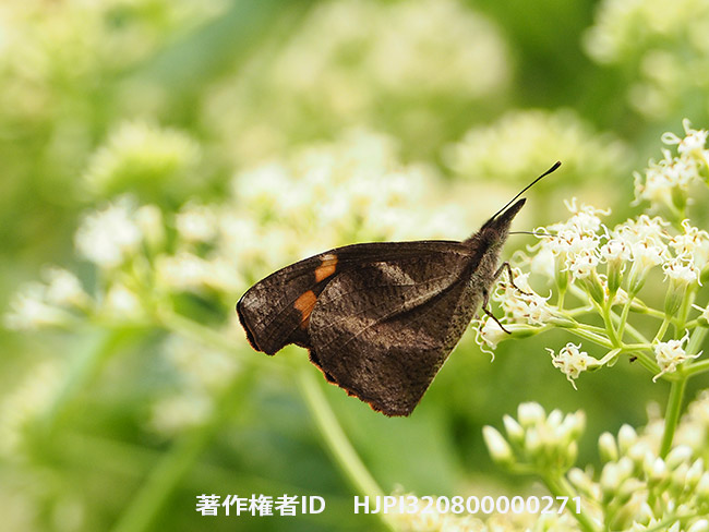 キオビテングチョウ　Libythea myrrha