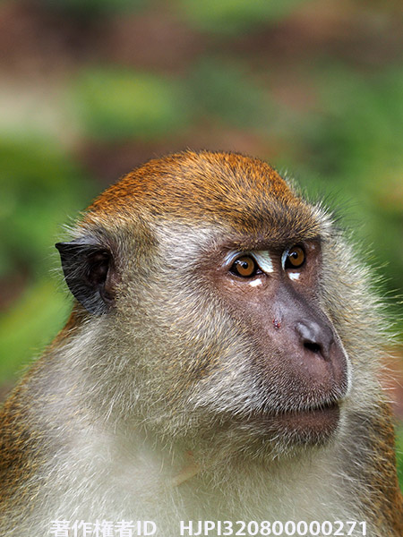 カニクイザル　Macaca fascicularis