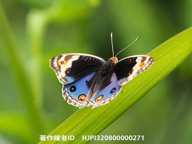 アオタテハモドキ　Junonia orithya