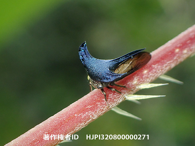 高地でサファイアツノゼミを見つけた　Centrotypus sp.